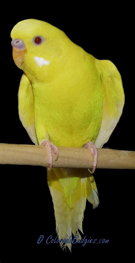 Budgie lutino - This is just like my Sunshine.. | Pet birds, Budgies ...