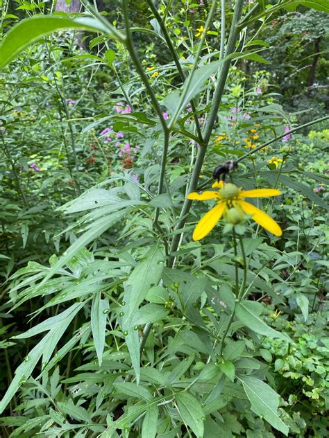 Rudbeckia laciniata (Cutleaf Coneflower, Green-Head Coneflower, Green ...