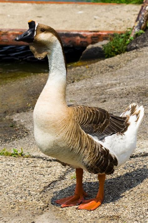 Pin on geese