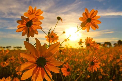 Marsh Flower Sunrise Photograph by Maria Ruiz Commerford