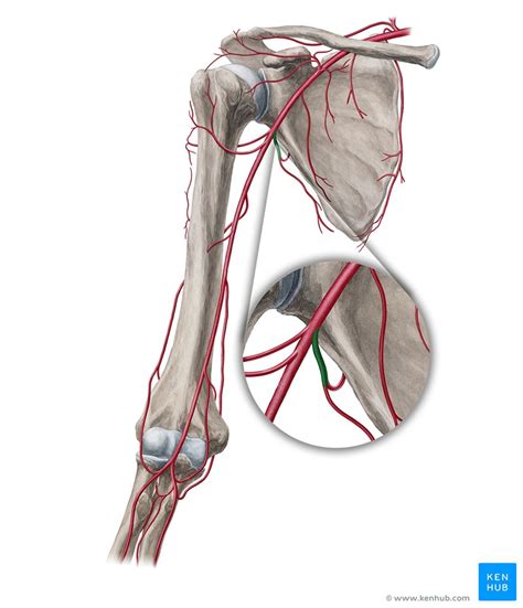 Subscapular artery: Anatomy, branches, supply | Kenhub