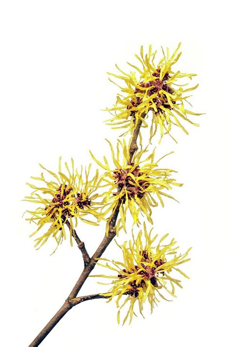 Witch Hazel (hamamelis Sp.) Photograph by Alex Hyde | Fine Art America