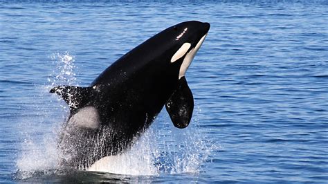 Come la Balena Killer Evita di Mangiare le Persone, Aiutato 19 ° Secolo ...