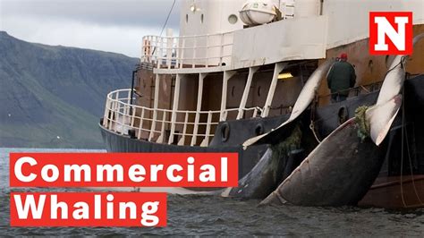 What Is Commercial Whaling? - YouTube