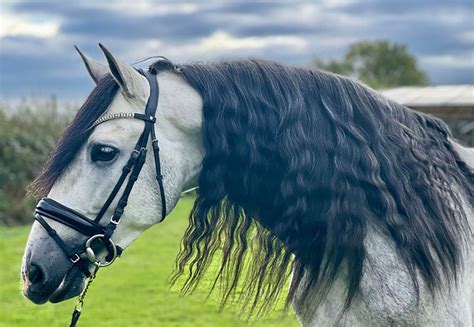 What is a Purebred Spanish Horse (PRE)?