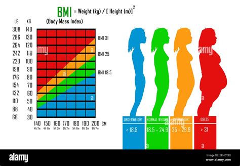 Bmi body mass index Banque d'images détourées - Alamy