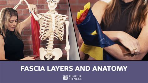 Fascia Layers and Anatomy 101 - YouTube