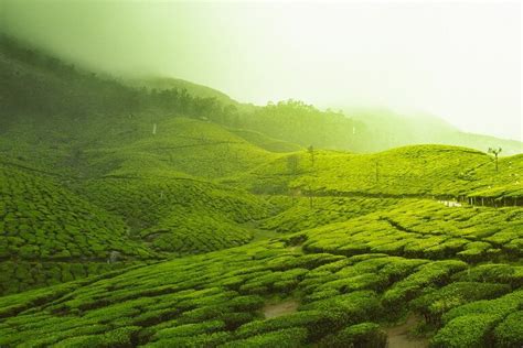 Munnar Tea Gardens: Finest Tea Estates In India | SOTC