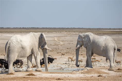 Etosha National Park Safaris in Namibia