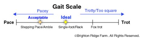 Gait Scale - GAITED MORGAN HORSE ORGANIZATION