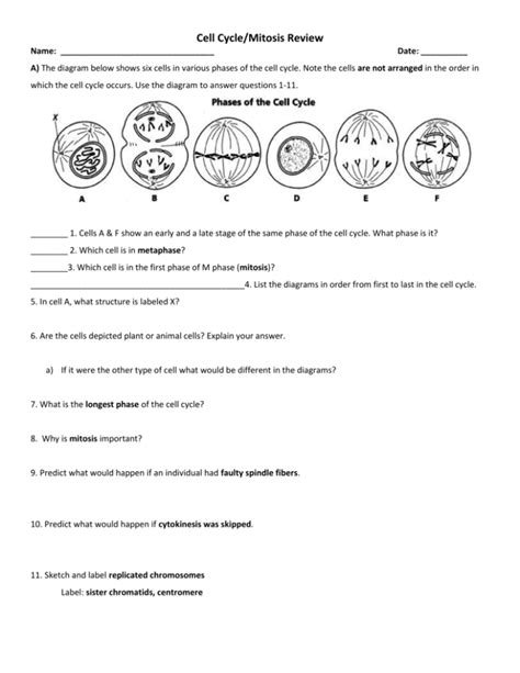 THE CELL CYCLE WORKSHEET - Manhasset Public Schools