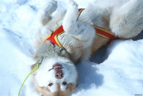 The puppy Siberian Husky playing in the snow wallpapers and images ...