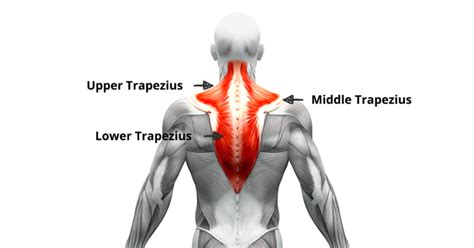 TRAPEZIUS MUSCLE - Mobile Physiotherapy Clinic