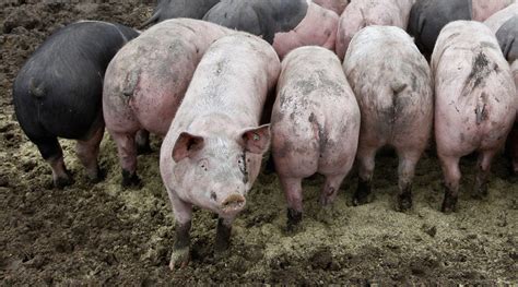 American energy firm looks to power up on pig poo — RT Business