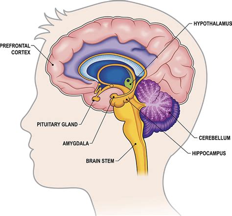 The limbic system - Queensland Brain Institute - University of Queensland