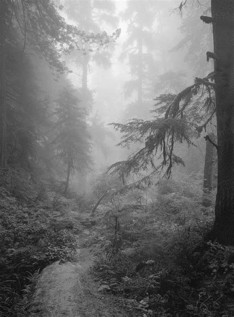 FOGGY FOREST 1 © 1971 - Clyde Butcher | Black & White Fine Art Photography