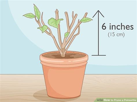 How to Prune a Poinsettia: 8 Steps (with Pictures) - wikiHow