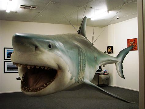 Replica Great White Shark - Streaky Bay | Official Tourism Website