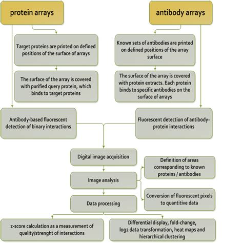 Protein array and antibody array platform, research services, Casado ...