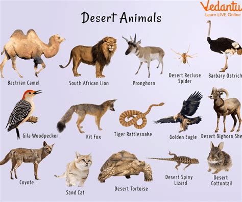 Desert Biome Animals