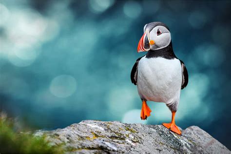 Wildlife and Animals in Iceland: Puffins and More | I am Reykjavik