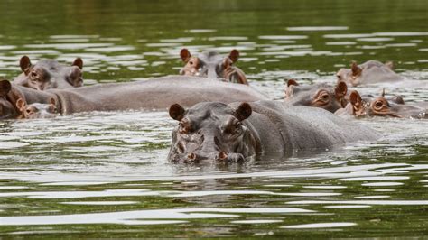 Pablo Escobar's 'cocaine hippos': Relocating 70 to cost approximately ...