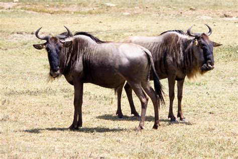 Wildebeest Facts - Taman Safari Bali