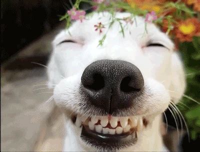 Sign in | Smiling dogs, Dogs, Funny animals