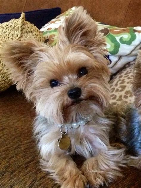 Yorkie Haircuts Pictures - Coolest Yorkshire Terrier Haircuts