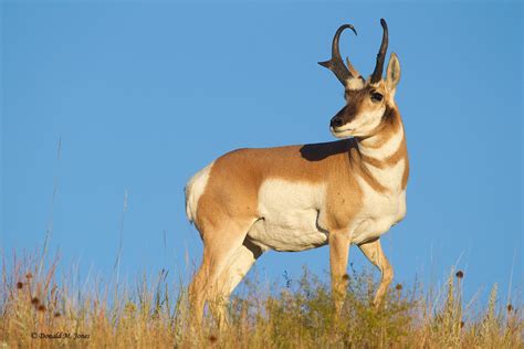 Handsome Pronghorn Antelope! | Animals, Most beautiful animals, Animals ...