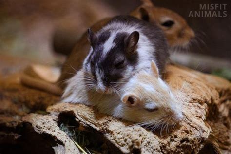 Male Vs. Female Gerbils: Which Is The Better Pet?