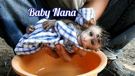 Wow! Baby monkey Nana so cute Her father always takes care of and ...