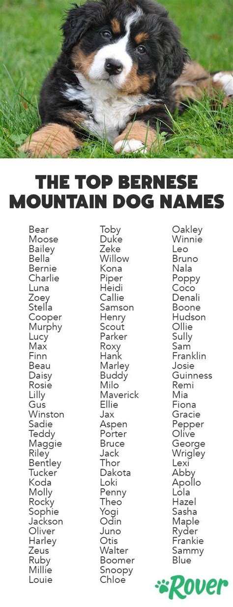 Pin by Halle Stewart on Boy dog names in 2021 | Dog names, Cute names ...