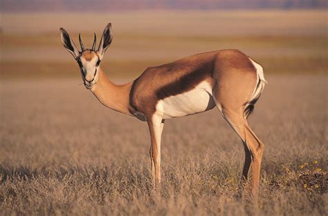 Antelope Wallpapers Images Photos Pictures Backgrounds