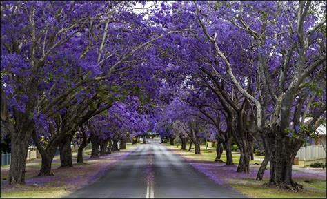 Jacaranda Festival Grafton New South Wales | Grafton Living