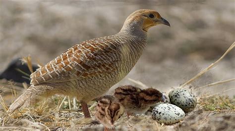 Grey Francolin- Teetar Bird Laying Eggs And Hatching Many Babies