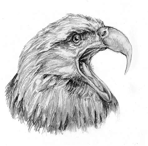 Angry eagles drawing by Ilga Jansons | Doodle Addicts