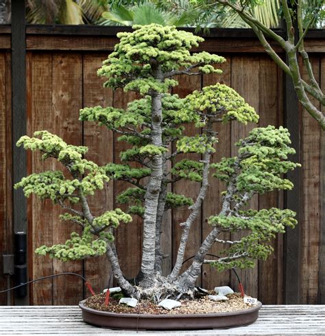 BONSAI LEBANON CEDAR Cedrus Libani 3 Rare Seeds | Etsy