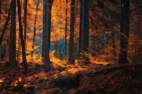 Earth Forest Nature Fall Tree Dark Wallpaper | Nature wallpaper, Fall ...