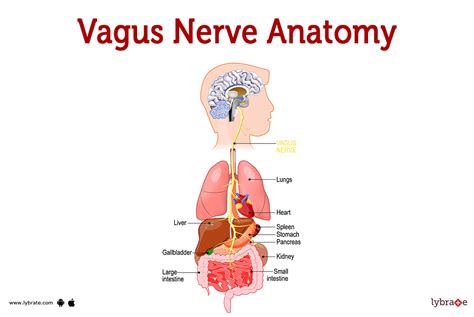 Vagus Nerve (Human Anatomy): Image, Functions, Diseases and Treatments