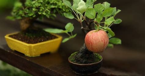 Bonsai Fruit Trees are a Thing and They’re Pretty Adorable (11 Photos ...