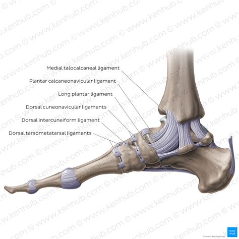 Transverse tarsal joint: Bones, ligaments, movements | Kenhub