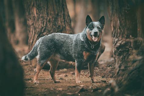 Blue Heeler Maattabel: Hoe Groot Worden Australische Veehonden? - Puppy ...