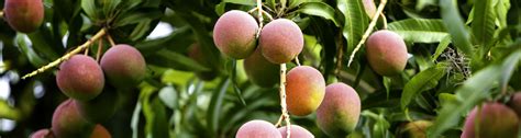 Free Lecture "Tropical Fruit Trees for south Florida" - UF/IFAS ...