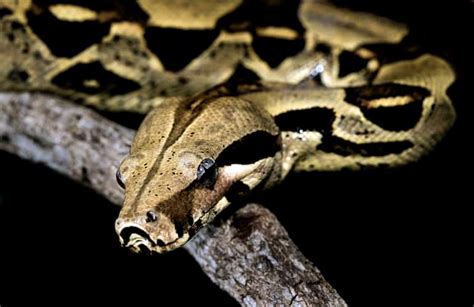 See Boa Constrictor Snakes - Animals Around the Globe