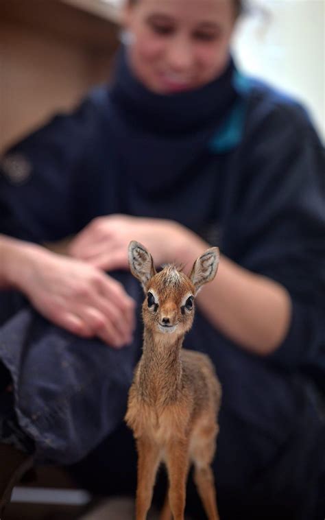 Pin de Jakovo Mtz en animals en 2020 | Antilope, Animales bebés ...