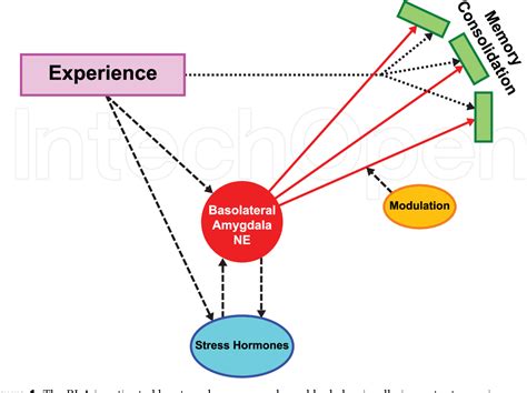 Figure 1 from Amygdala Strengthening of Cortical Memory Representations ...