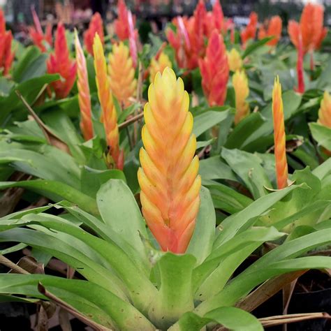 Bromeliad Vriesea Intenso Orange Flowering Houseplants For, 40% OFF