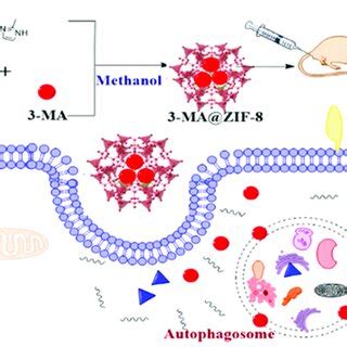 Schematic illustration of the synthesis and delivery of the autophagy ...