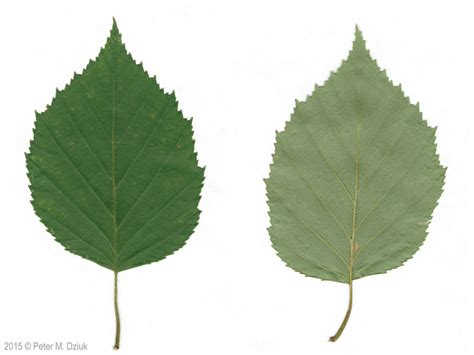 Betula papyrifera (Paper Birch): Minnesota Wildflowers